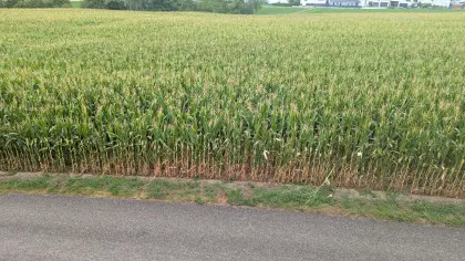 7 ha Mais zum Silieren ab Feld