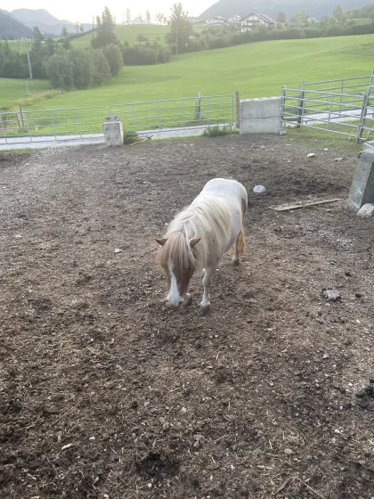 Pony