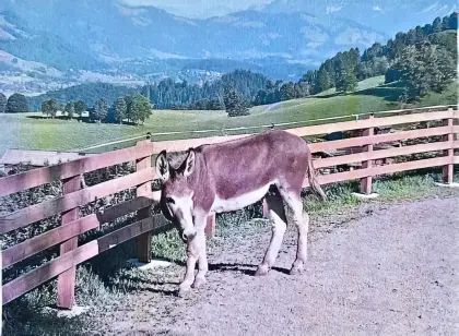 Hausesel „Josef“