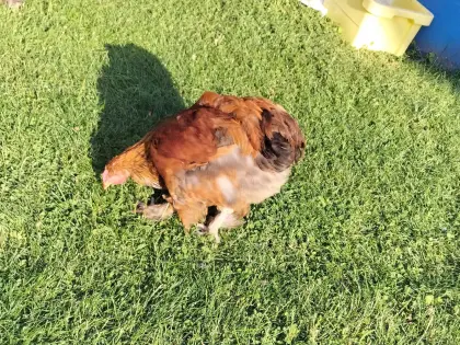 Brahma