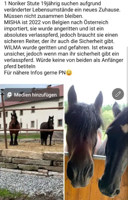 Pferde