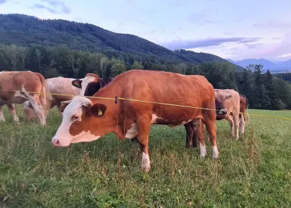 Verkaufe trächtige BIO-Kalbin