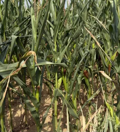 Silomais 4 ha ab Feld