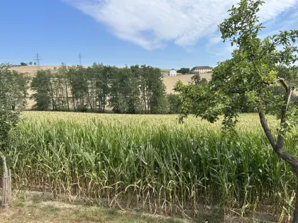Silomais ab Feld