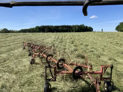 Bautz Spinnen