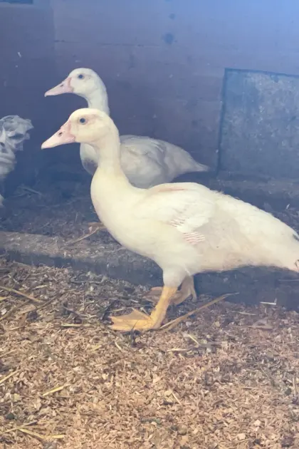 Junge Moschusenten, Weibchen