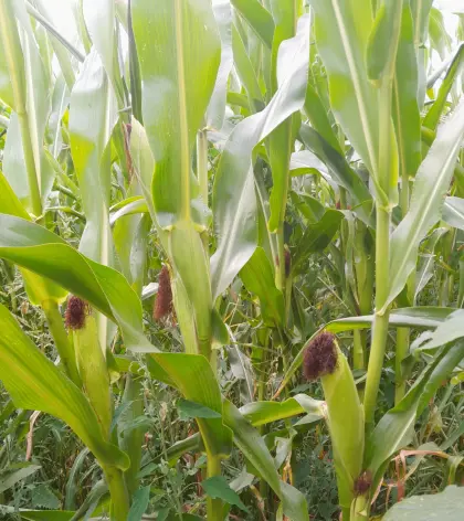 Verkaufe 3,4 ha Bio-Silomais