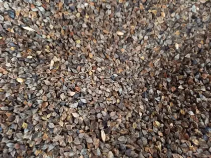 Buchweizen