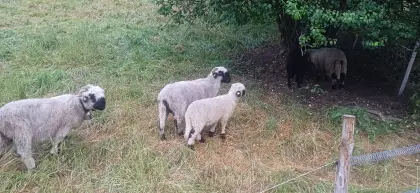 Verkaufe Wallierschafe ohne HB