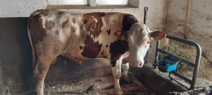 Bio Fleckvieh-Stier