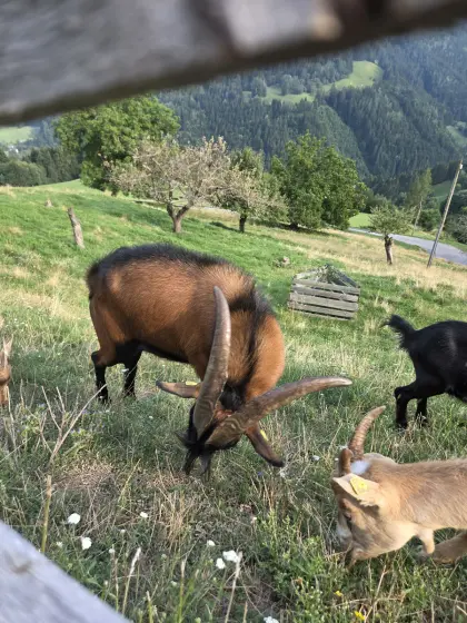 Ziegenbock Pinzgauer Bock 1,5 Jahre