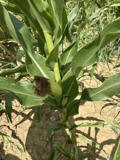 Silomais ab Feld