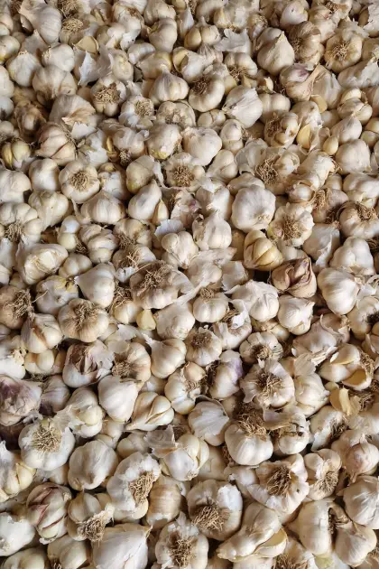 Knoblauch Verarbeitungsware Gemüse Fleischer