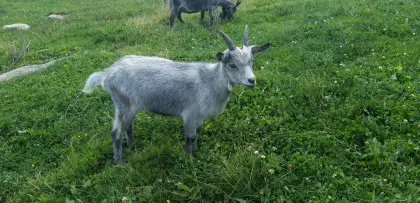 Blobe Bockkitz