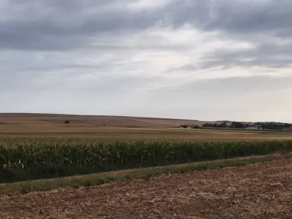 Silomais ab Feld