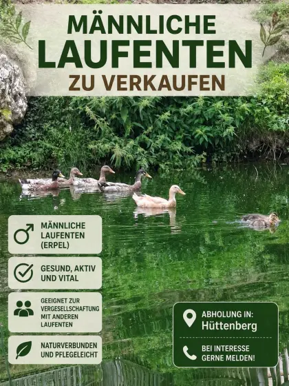Laufenten