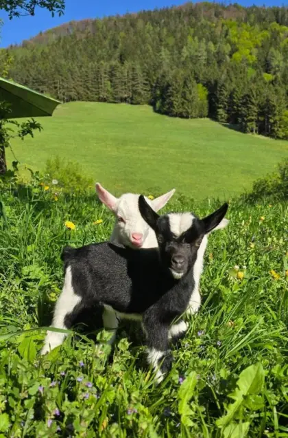 Mini-Zwergziegen