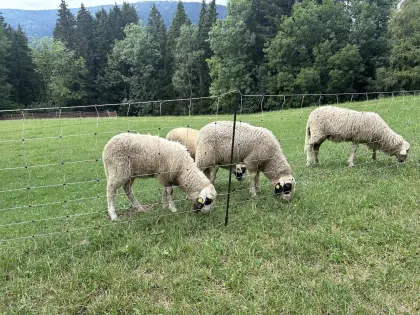Kärntner Brillenschaf-Lämmer aus Biobetrieb, zuchttauglich