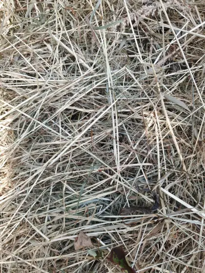 Heuballen