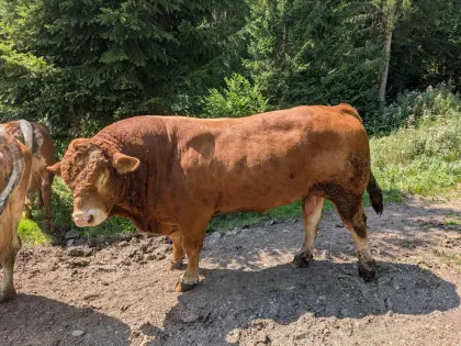 Verleihe Limousin-Stier