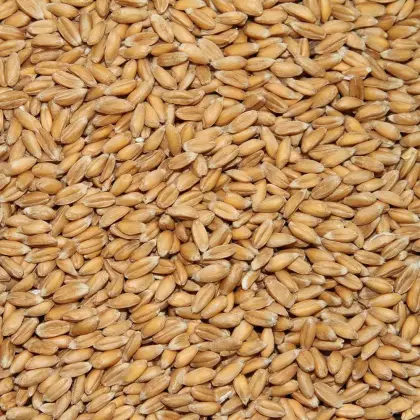 Bio-Dinkel der Sorte "Ebners Rotkorn"