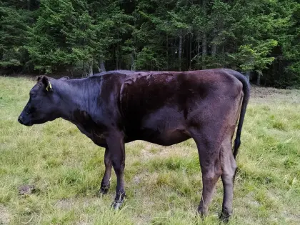 Wagyu-Kalbin, Herdebuch A, erbfehlerfrei