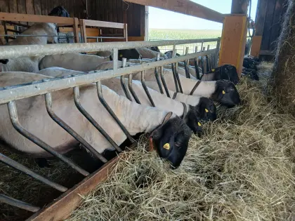 Verkaufe trächtige Suffolk Mutterschafe