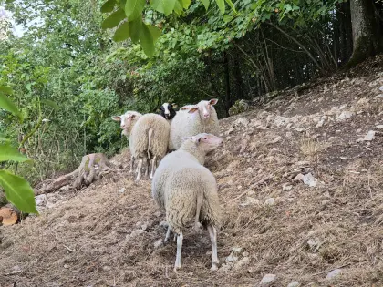 5 Bio-ostfriesische Milchschafe, 6 Monate alt