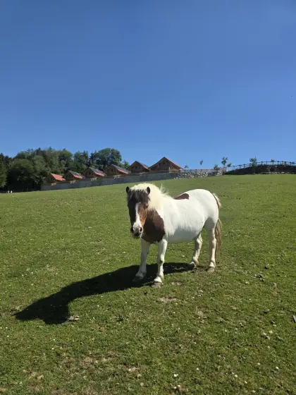 Shettland Pony Stute
