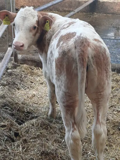 Charolais x FV Kuhkalb Bio