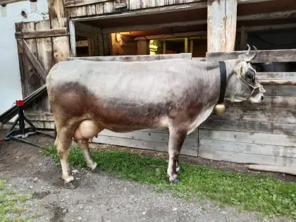 Verkaufe graue Zweitmelkkuh