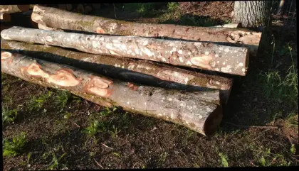 Brennholz Buche, Fichte, Eiche zu verkaufen