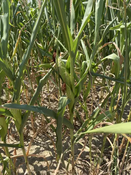 Silomais ab Feld, Sorte P8834