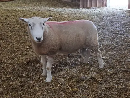 Texel-Widder