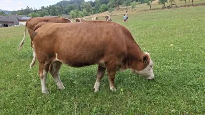 Bio Kalbin
