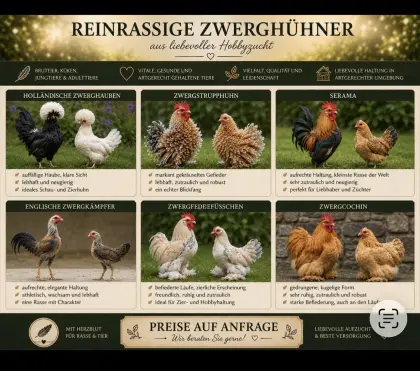 Zwerghühner