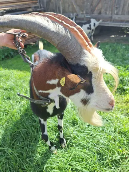 Tauernschecken-Bock