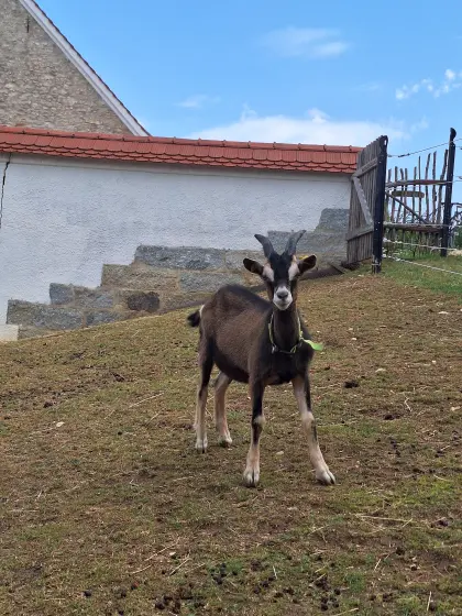 Ziegenbock Ziege BDE Thüringer Waldziege Bock