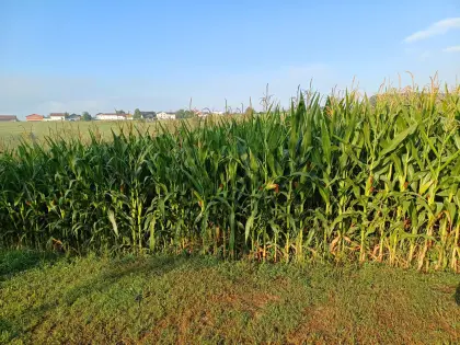 3,5 ha Silomais ab Feld