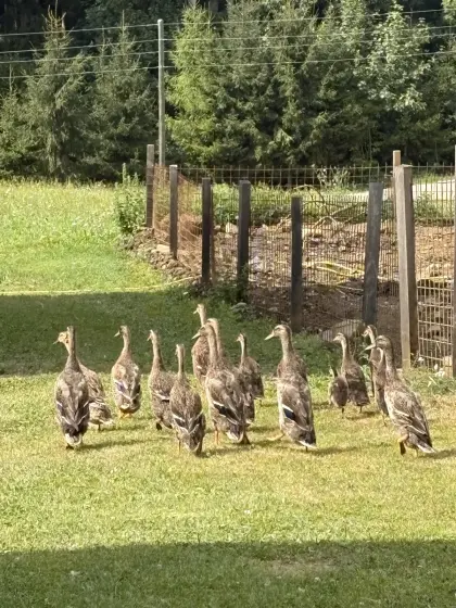 Enten zu verkaufen