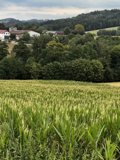 Bio-Körnermais als Silomais zu verkaufen