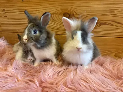 Löwenkopfkaninchen