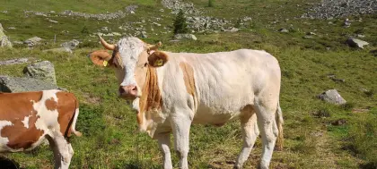 Fleckvieh-Kalbinnen