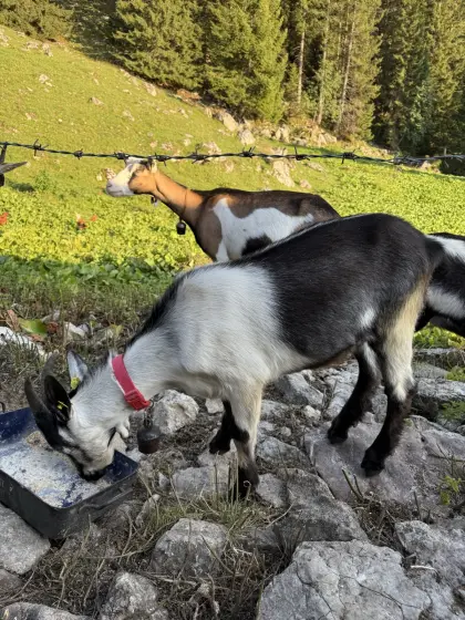 Pfauenziegenbock