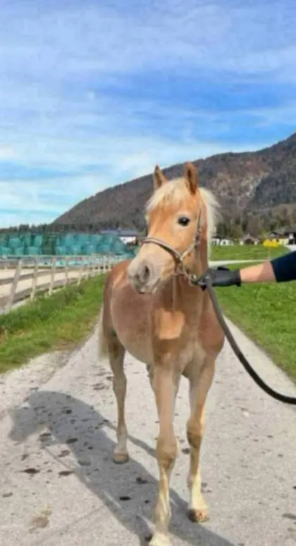 Tiroler Haflinger Hengstfohlen, Wallach 1-jährig, 2-jährig
