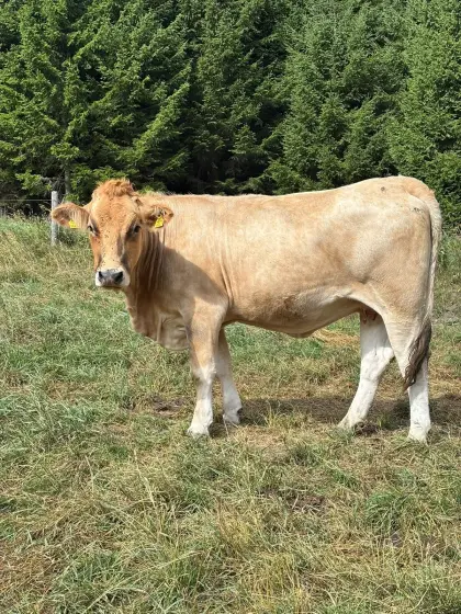 Trächtige Murbodnerkalbin