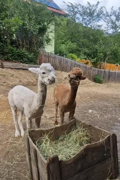 3 Alpaka-Jungs zu verkaufen