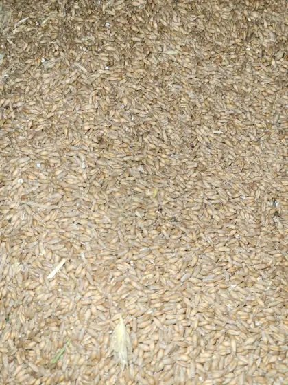 Wintertriticale 2026