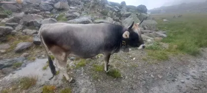 Grauviehkalbin