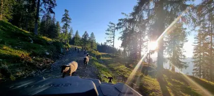 Reine Suffolk weibliche Lämmer